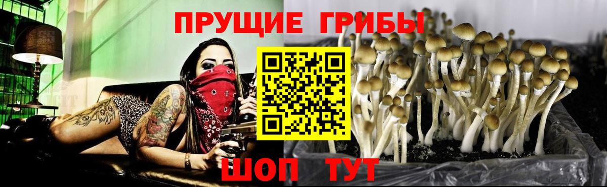 Псилоцибиновые грибы прущие грибы  купить закладку  Вход с VPN  Обь  Псилоцибиновые грибы MAGIC MUSHROOMS 